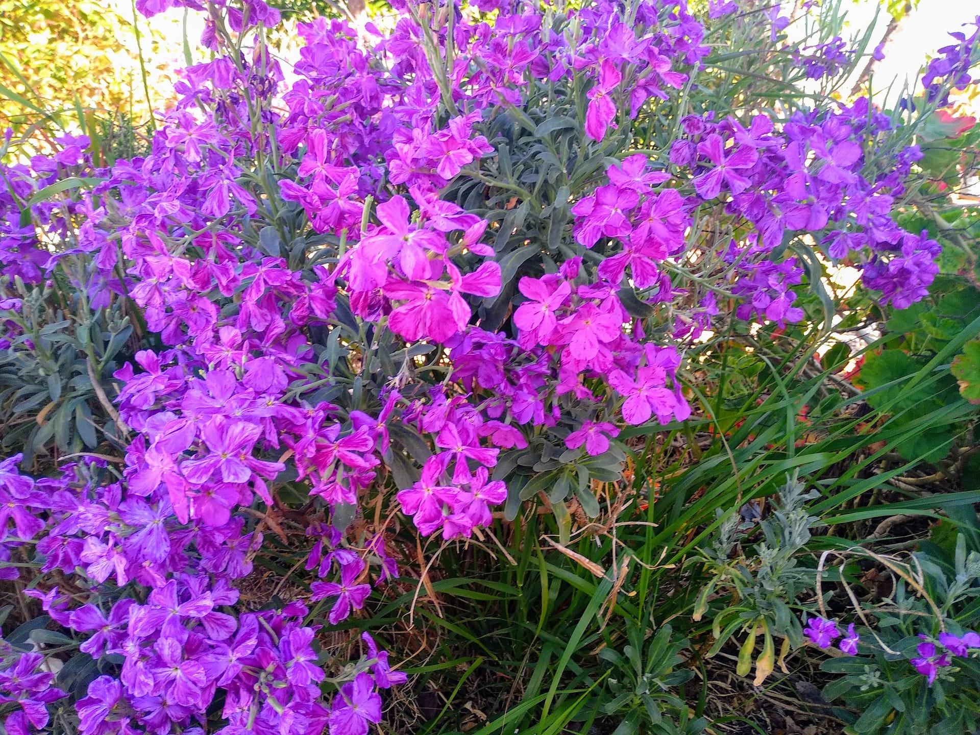 Flores d Bach