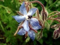 aceite de borraja