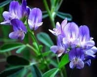 La Alfalfa