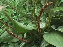 Llantén mayor Llanten mayor