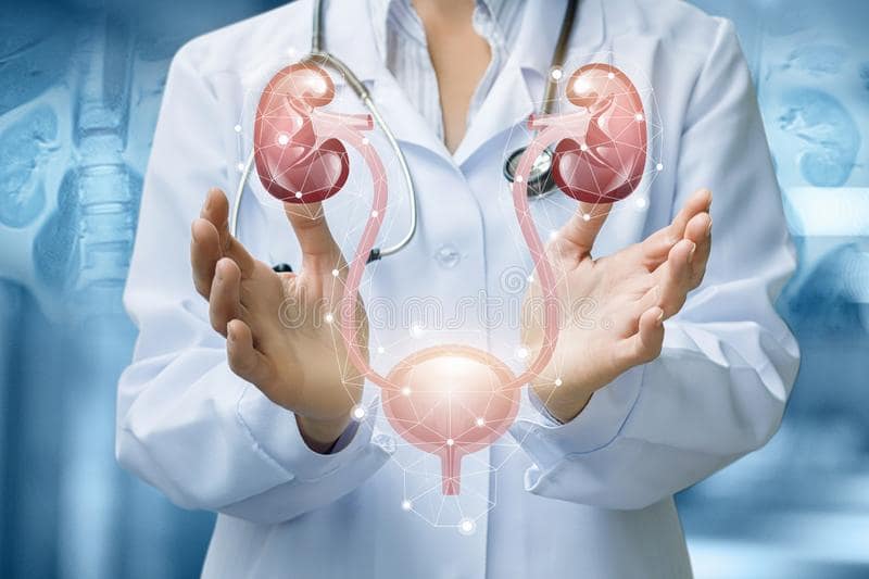 el-doctor-muestra-sistema-urinario